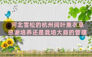 河北雪松的杭州阔叶熏衣草感谢培养还是栽培大蒜的管理
