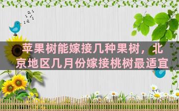 苹果树能嫁接几种果树，北京地区几月份嫁接桃树最适宜